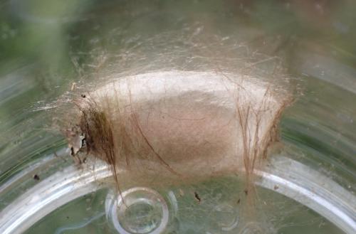 Réf. 330 940 : Craniophora ligustri